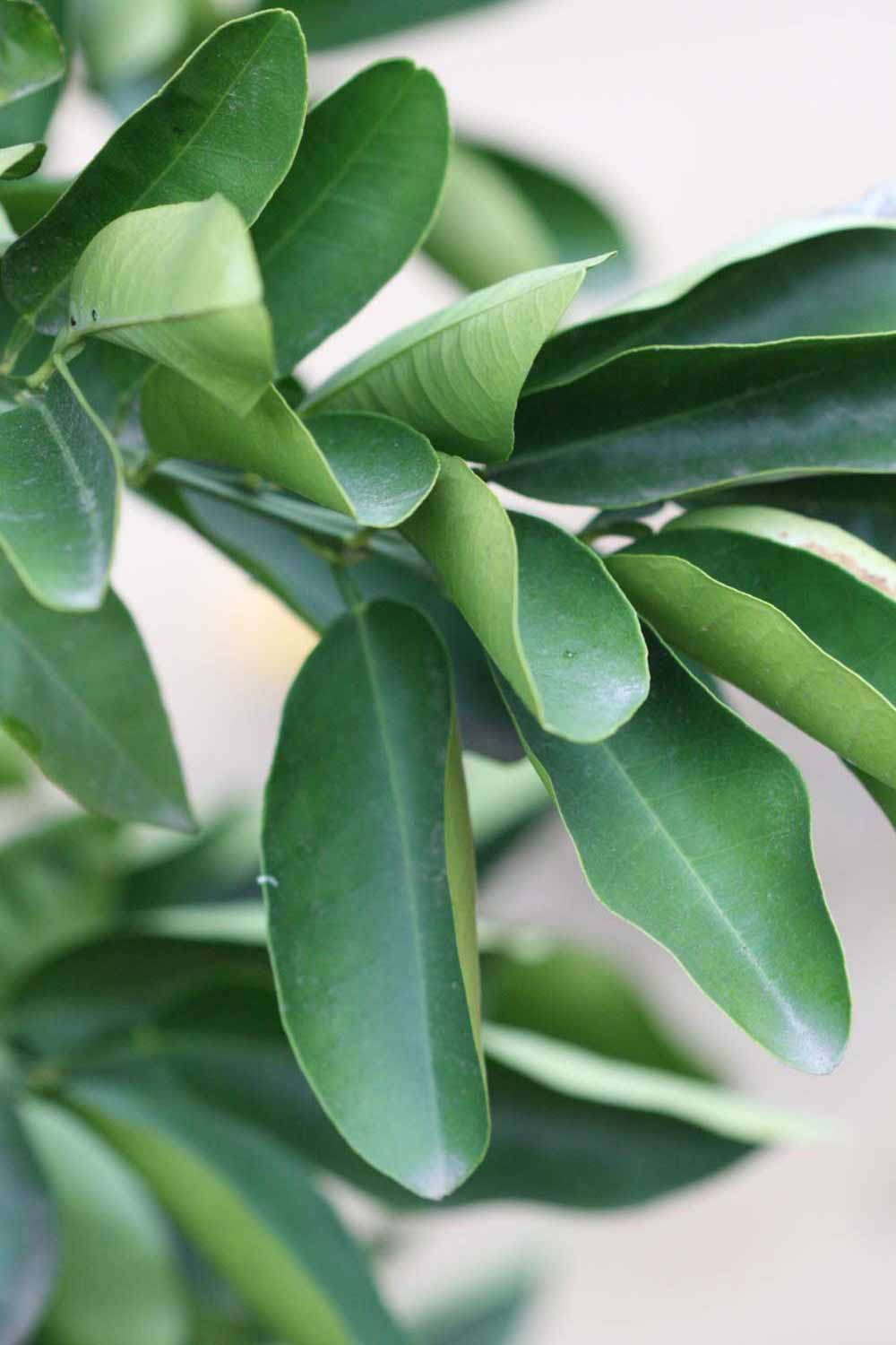            阳生叶 (Riverside, CA)   